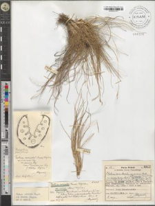 Festuca versicolor Tausch. subsp. dominii Krajina