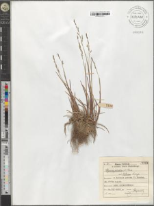 Glyceria plicata (L.) Fries var. triticea Lange