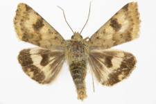 Heliothis viriplaca