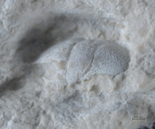 Goniodromites kubai