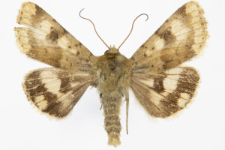 Heliothis viriplaca