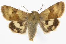 Heliothis viriplaca