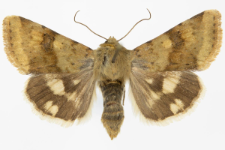 Heliothis viriplaca