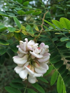 Robinia viscosa Vent.