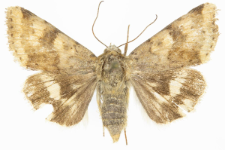 Heliothis viriplaca