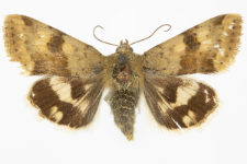 Heliothis viriplaca