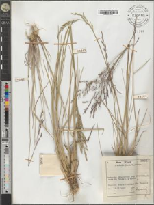 Molinia coerulea Mnch.