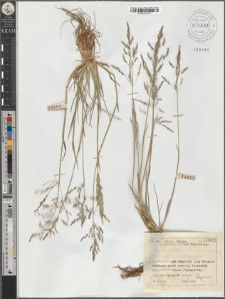 Puccinellia distans (Jacq.) Parl.