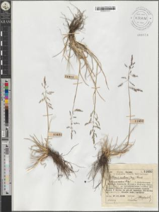 Atropis distans (Jacq.) Griseb.