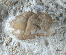 Goniodromites narinosus