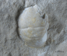 Eodromites bernchrisdomiorum