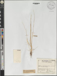 Vulpia ciliata (Danthoine) Link