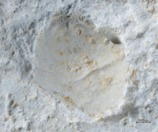 Goniodromites narinosus