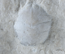 Goniodromites kubai