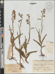 Epipactis palustris (Mill.) Crantz