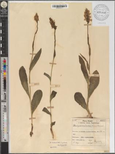 Dactylorhiza maculata (L.) Verml.