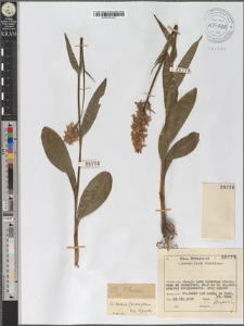 Dactylorhiza fuchsii (Druce) Verm.