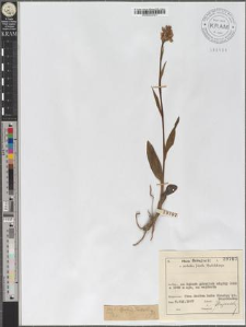 Orchis Fuchsii
