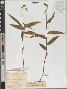 Cephalanthera rubra (L.) Rich.