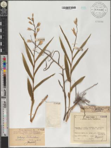 Cephalanthera longifolia (Huds.) Fritsch