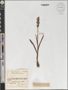 Gymnadenia conopea