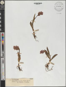Orchis cordigera Fr.