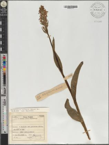 Dactylorhiza cordigera (Fries) Soo