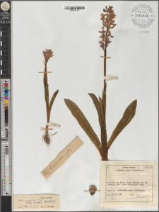 Orchis mascula (L.) L. subsp. signifera (Vest) Soó