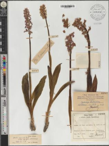 Orchis mascula (L.) L. subsp. signifera (Vest) Soó