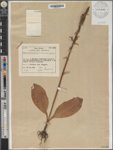 Platanthera bifolia (L.) Rich. subsp. bifolia