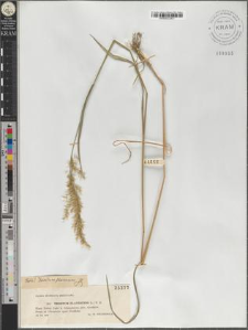 Trisetum flavescens (L.) P. B.