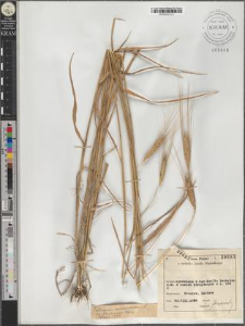 Triticum monococcum L. var. flavescens Korn.