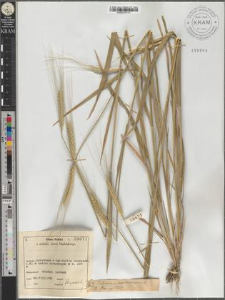 Triticum monococcum L.