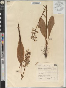Platanthera bifolia (L.) Rich. subsp. bifolia