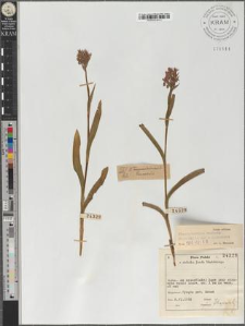 Dactylorhiza majalis (Reichenb.) P.F. Hunt et Summerhayes