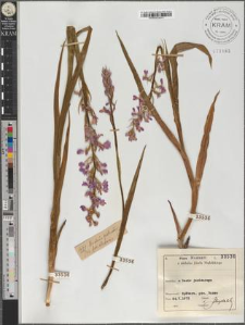 Orchis palustris subsp. elegans (Heuff.) Soó