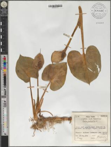 Calla palustris L.