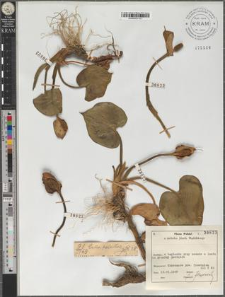 Calla palustris