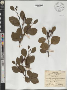 Alnus viridis D. C.