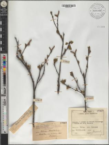 Betula pubescens Ehrh. subsp. carpatica (Willd.) Asch. et Graebn.