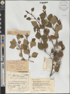 Betula pubescens Ehrh. subsp. carpatica (Willd.) Asch. et Graebn.