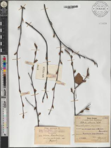 Betula pendula Roth subsp. obscura (Kotula) Löve