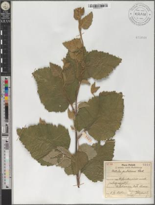 Betula pubescens Ehrh.