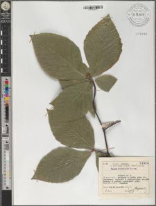 Fagus orientalis Lipsky