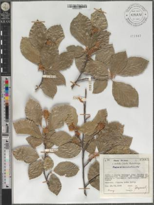 Fagus orientalis Lipsky