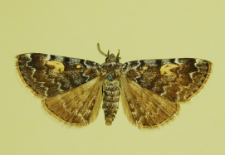 Idia calvaria (Denis & Schiffermüller, 1775)