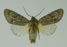 Acronicta aceris (Linnaeus, 1758)