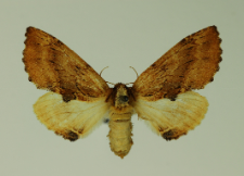 Ptilodon capucina (Linnaeus, 1758)