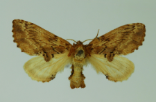 Ptilodon capucina (Linnaeus, 1758)