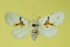 Leucodonta bicoloria (Denis & Schiffermüller, 1775)